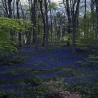 images/Wald/Wald_der_blauen_Blumen_2.jpg