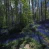 images/Wald/Wald_der_blauen_Blumen_3.jpg