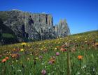 images/homepage/top-1/Seiseralm_Alpe-di-Siusi_summer.jpg
