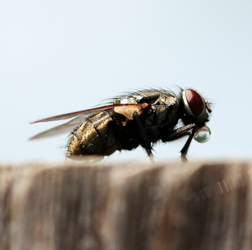 Vlieg met waterdruppel